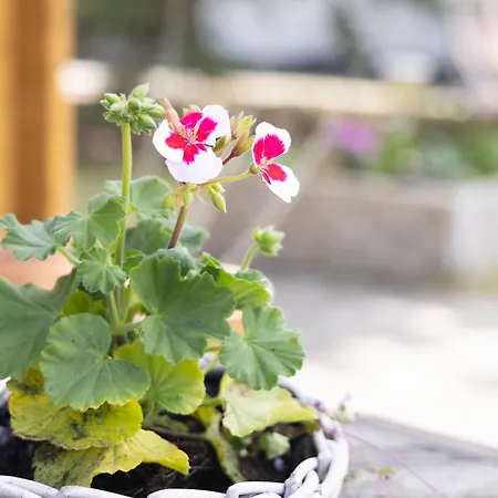 Kargoll-2 By Interhome شقة